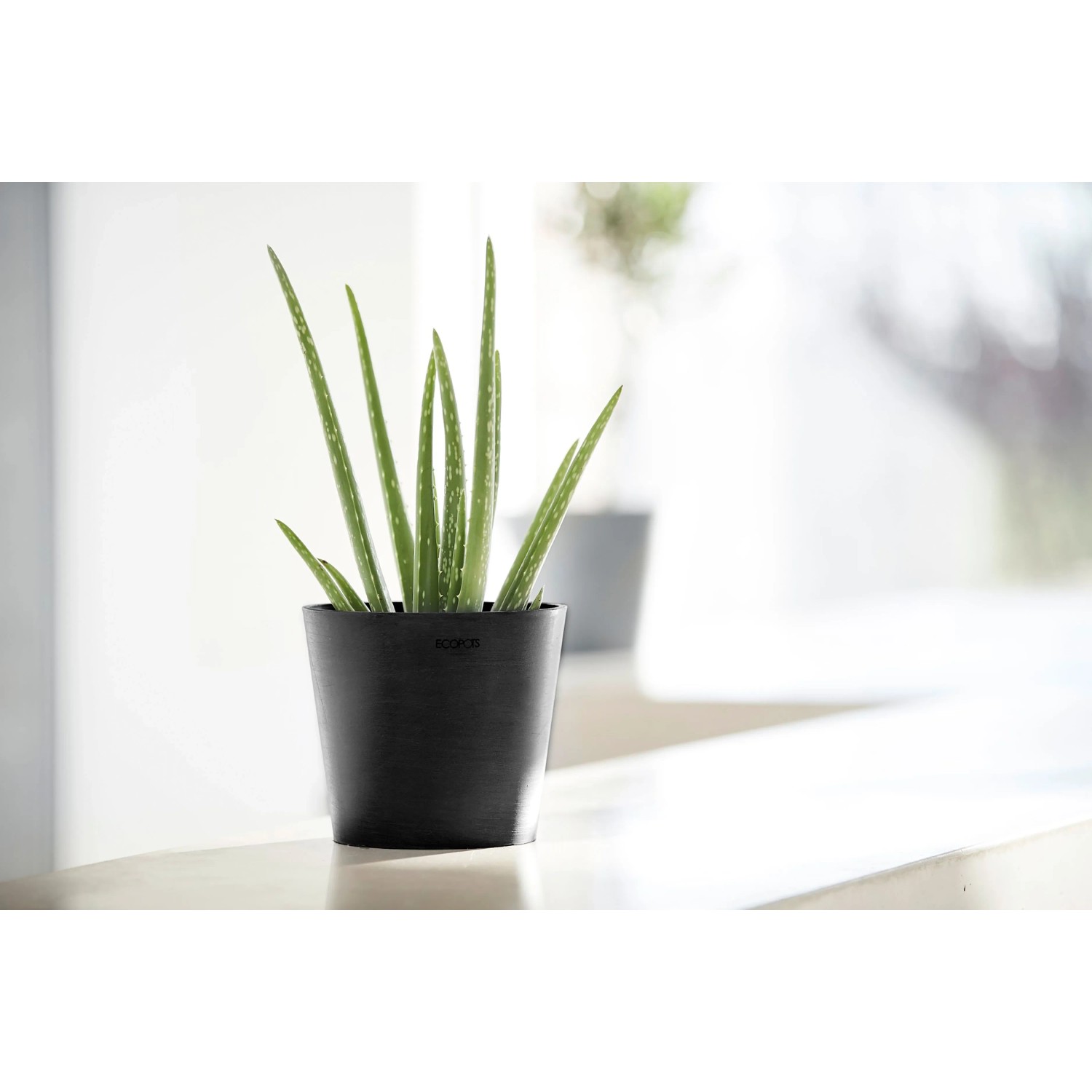 Ecopots Amsterdam Mini Pflanztopf, dunkelgrau, 17 cm, mit Aloe Vera Pflanze.