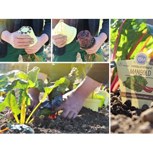Blu Mangold im Topf, Beta vulgaris, Pflanzung im Garten. Vitaminreiches Gemüse.