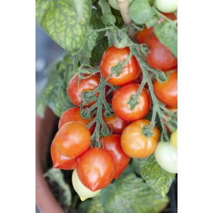 Balkontomate Solanum lycopersicum im Topf mit reifen, roten Tomaten.