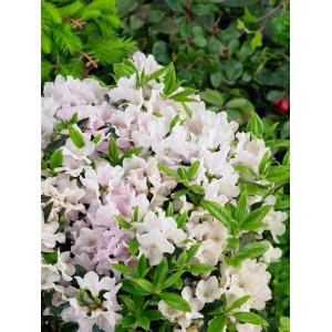 Zwerg-Rhododendron Keleticum Robert Seleger mit zarten, hellrosa Blüten und grünen Blättern.