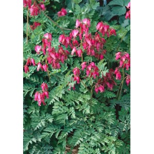 Tränendes Herz 'Stuart Boothman' im Topf: Rosa Blüten und blaugrünes Laub der Staude.