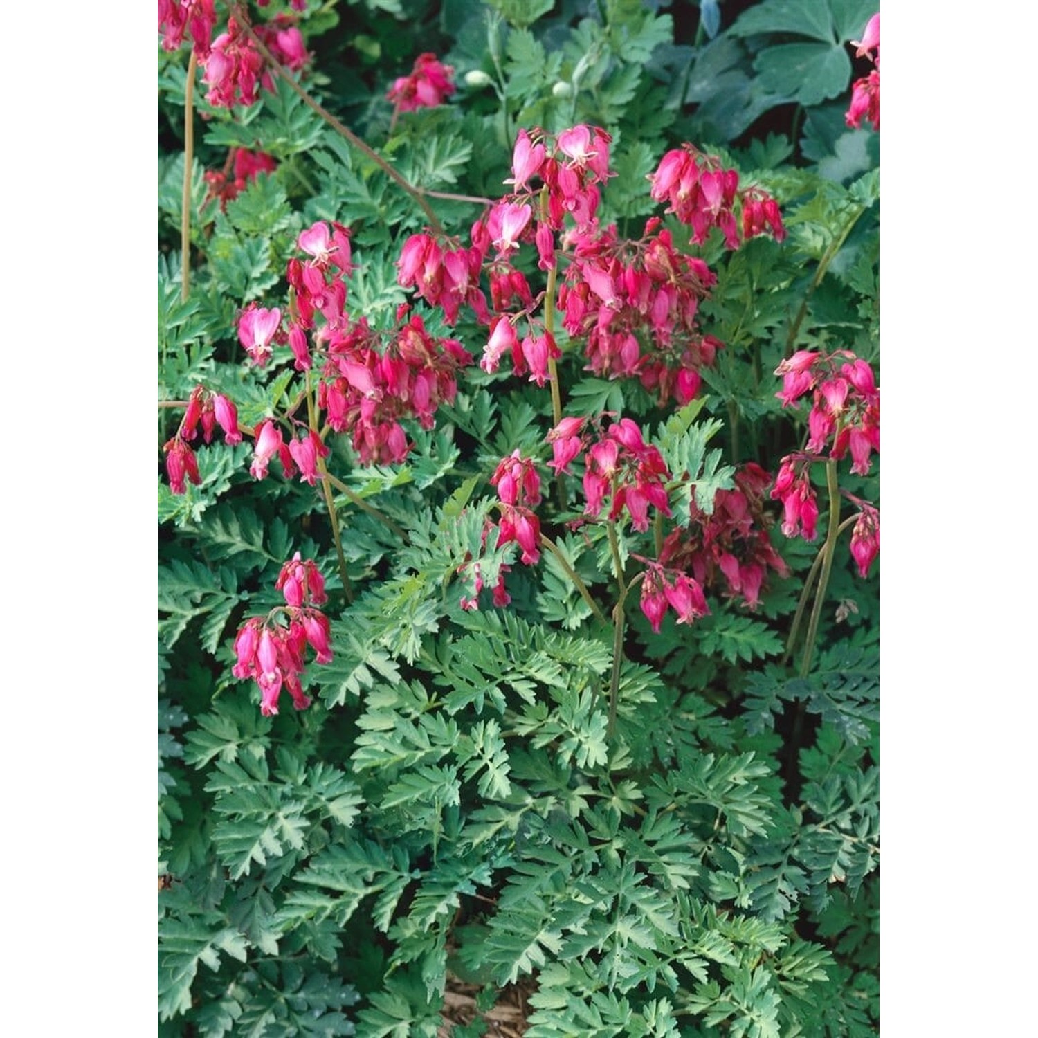 Dicentra Formosa Stuart Boothman Tränendes Herz Ca. 11x11 cm Topf günstig online kaufen