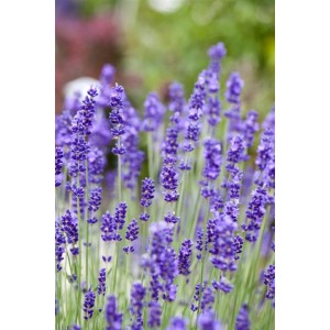 Blühender, echter Lavendel (Lavandula Angustifolia) im 2 Liter Topf mit violetten Blüten.