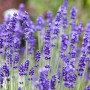 Blühender, echter Lavendel (Lavandula Angustifolia) im 2 Liter Topf mit violetten Blüten.