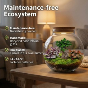 Vdvelde Bonsai Terrarium 'Biodome' 25 cm, Mini-Ökosystem mit LED-Korken, Grünpflanzen und Moos auf Holztisch.
