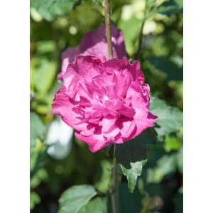Nahaufnahme einer violetten Blüte des Hibiscus Syriacus Gartenhibiskus Purple Ruffles.