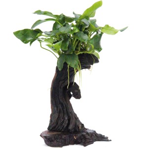 Dennerle Aquariumpflanze Mbuna Klein mit Anubias Nana auf Wurzelholz.