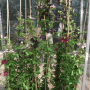 Clematis 'Prince Charles' im Topf, hellblaue Waldrebe mit Rankhilfe, ca. 100-150 cm hoch.