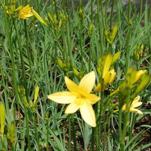 Gelbe Wiesen Taglilie (Hemerocallis lilioasphodelus) im Gartenbeet.