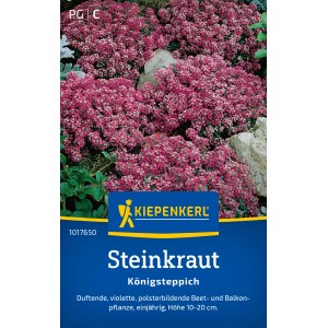 Kiepenkerl Steinkraut Königsteppich Alyssum mit violetten Blüten im Beet.