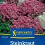 Kiepenkerl Steinkraut Königsteppich Alyssum mit violetten Blüten im Beet.