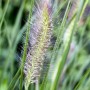 Detailaufnahme des Lampenputzergras 'Cassian' mit federartigen Blütenständen im grünen Gras.