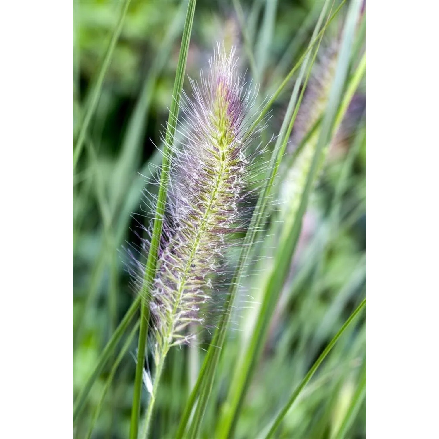 Detailaufnahme des Lampenputzergras 'Cassian' mit federartigen Blütenständen im grünen Gras.