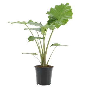 GROW by OBI Pfeilblatt (Alocasia Portodora), ca. 80cm hoch im 21cm Topf.