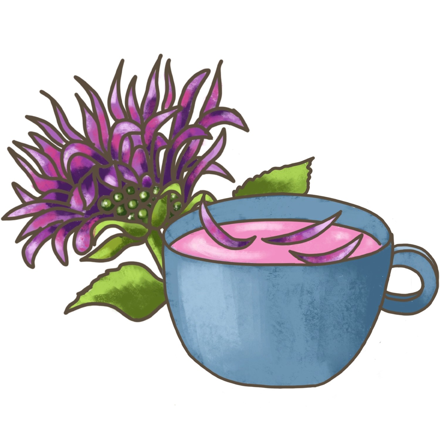 Illustration: Blu Bio-Tee-Monarde neben Tasse Tee mit Blütenblättern.