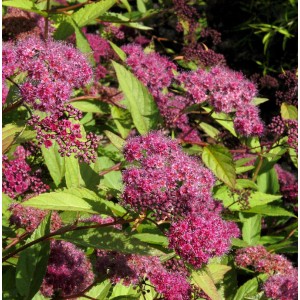 Sommerspiere Zigeunerblut mit rosa Blüten und grünen Blättern.