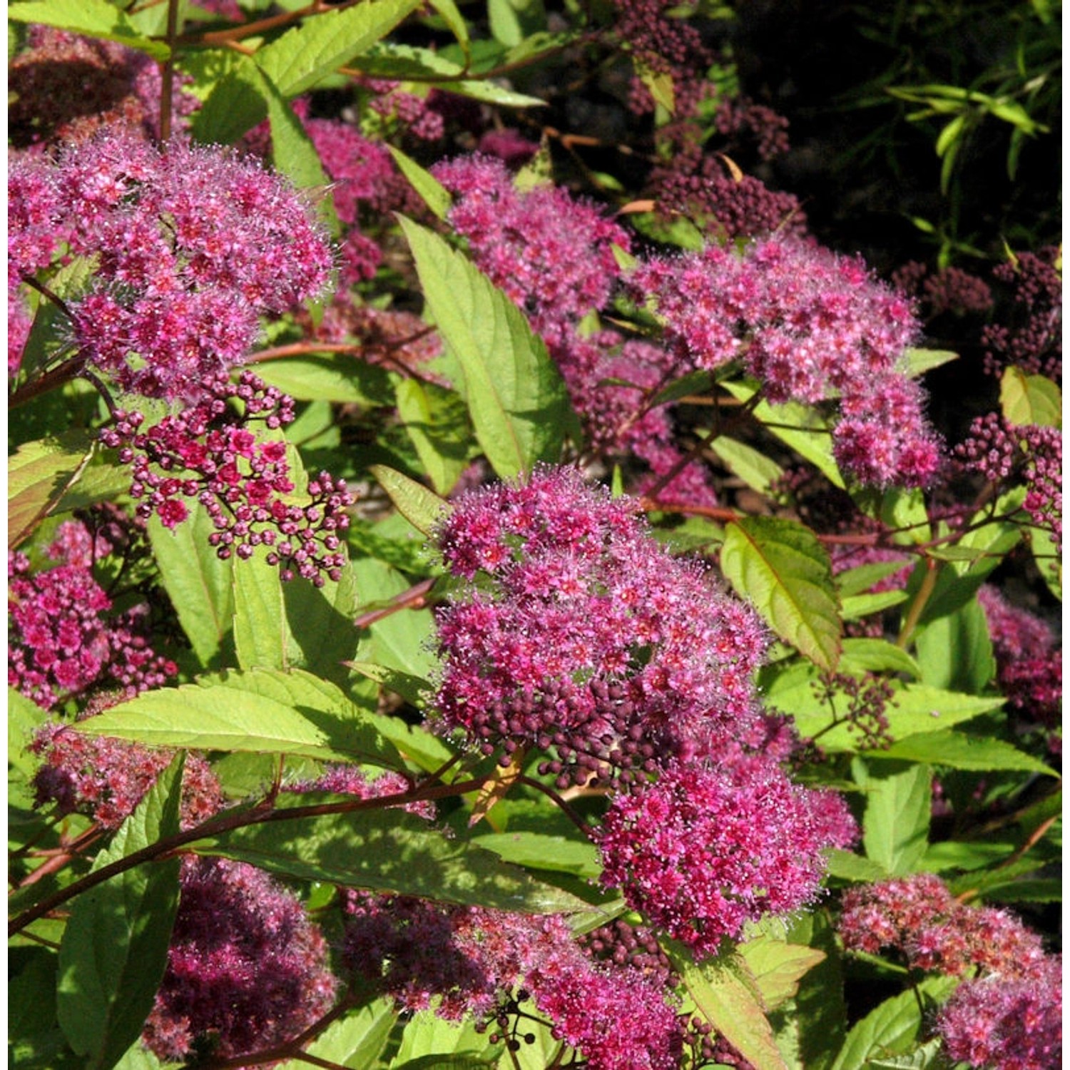 Sommerspierstrauch Zigeunerblut 20-30cm - Spiraea japonica günstig online kaufen