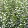 Blühende Katzenminze 'Veluw's Blauwtje' (Nepeta grandiflora) im Garten.