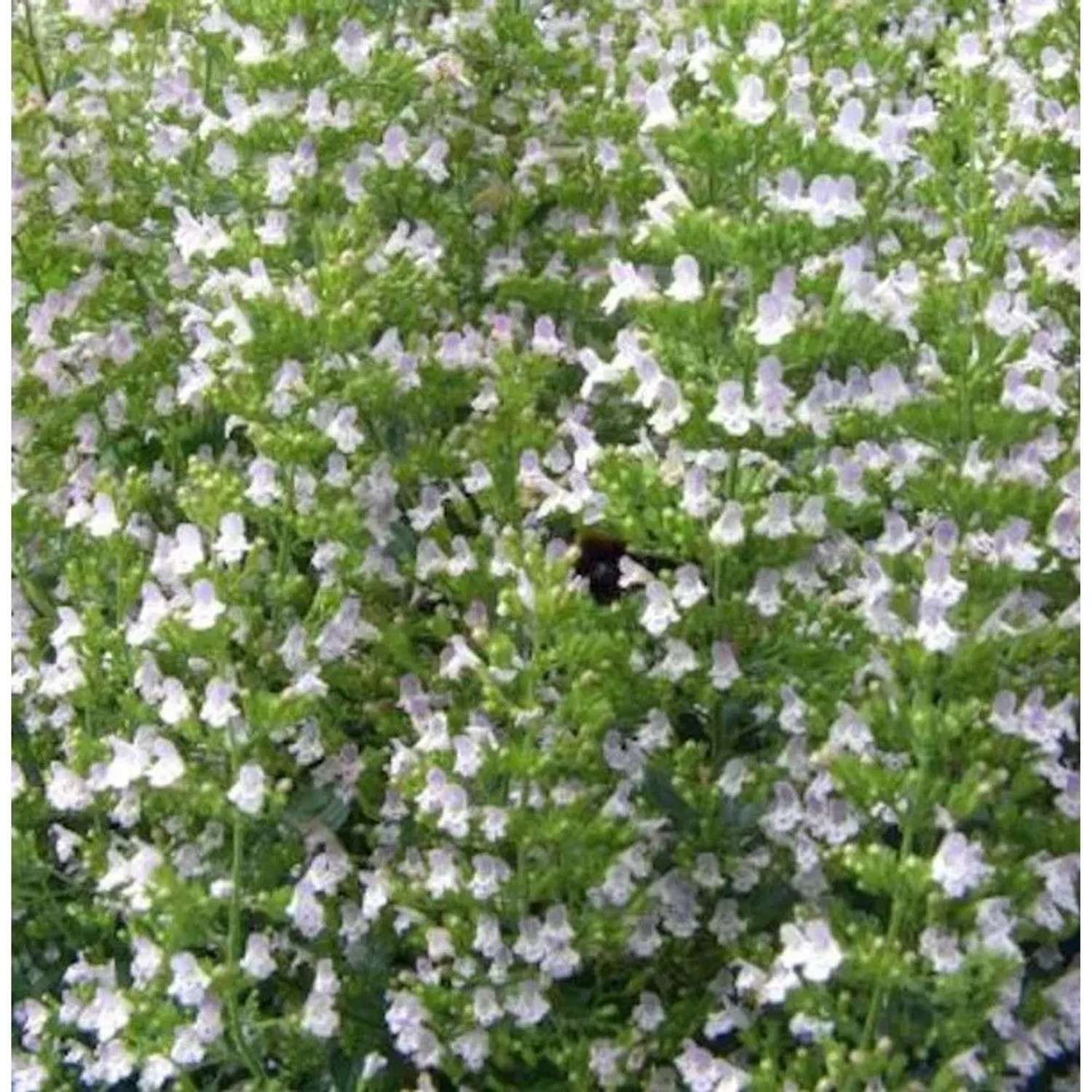 Katzenminze Veluw's Blauwtje - Nepeta grandiflora