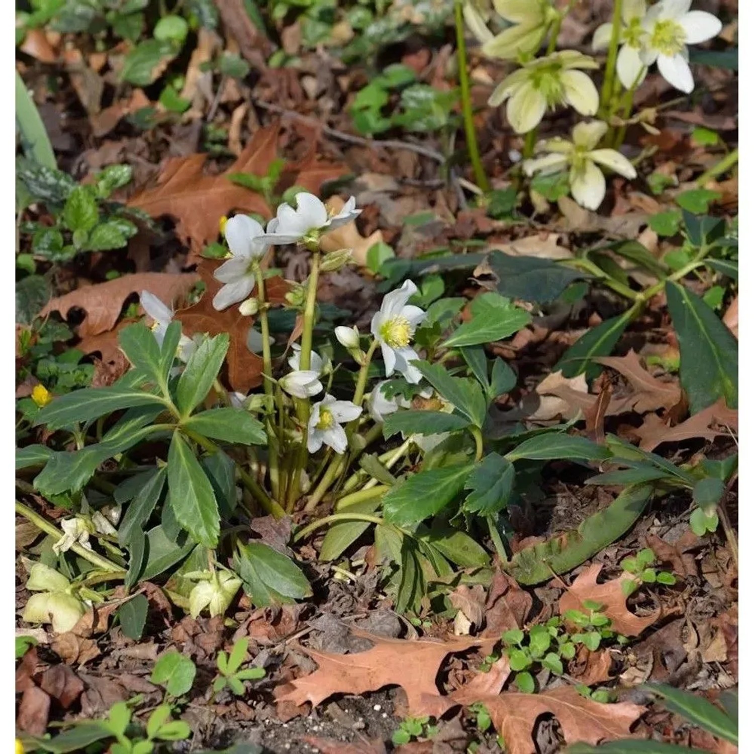 Christrose Josef Lemper - Helleborus niger