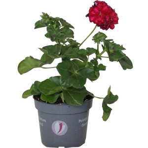 Hängende Geranie mit lila Blüte im Topf, ideal für Balkon und Terrasse.