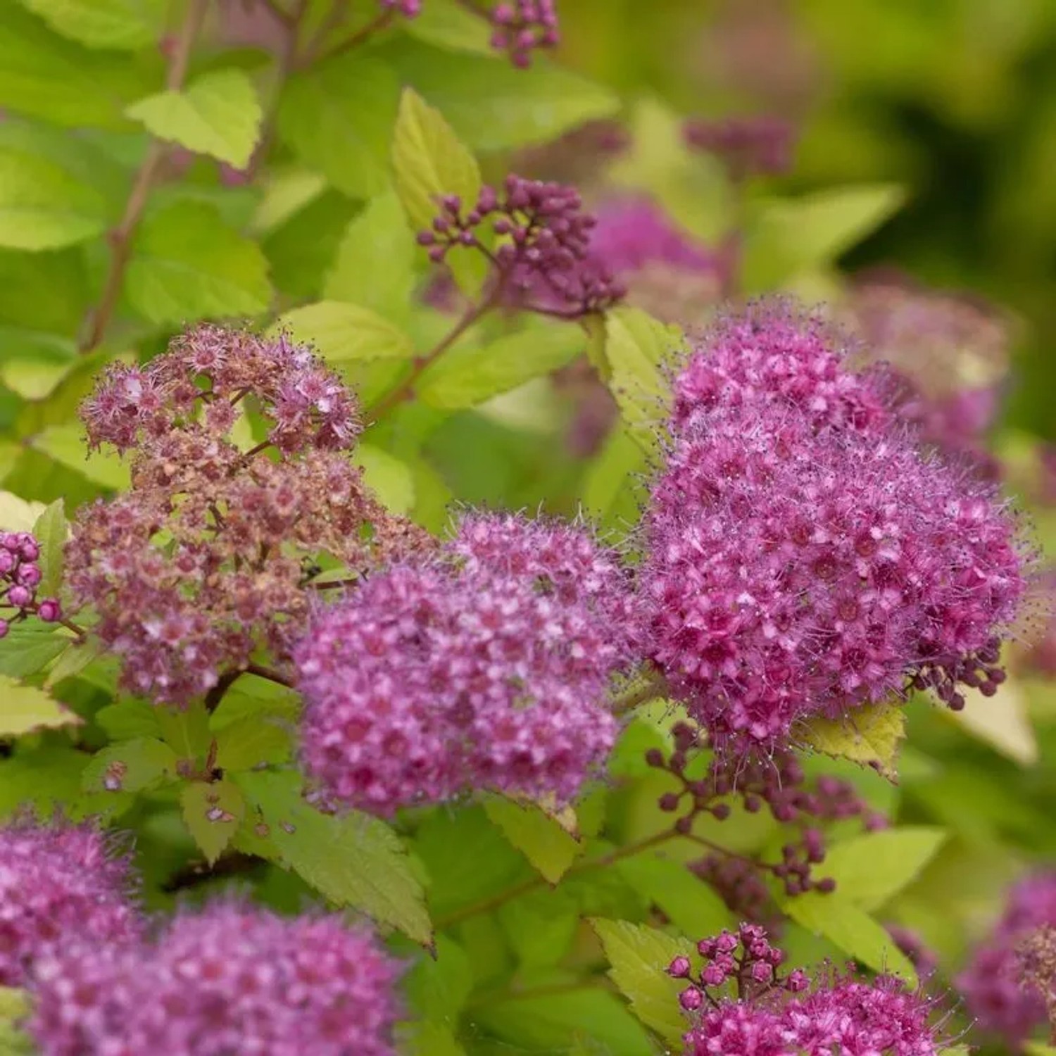 Sommerspierstrauch Magic Carpet 30-40cm - Spiraea japonica
