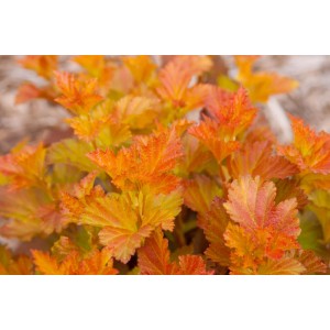 Blasenspiere 'Amber Jubilee' mit orange-gelbem Laub im Topf.