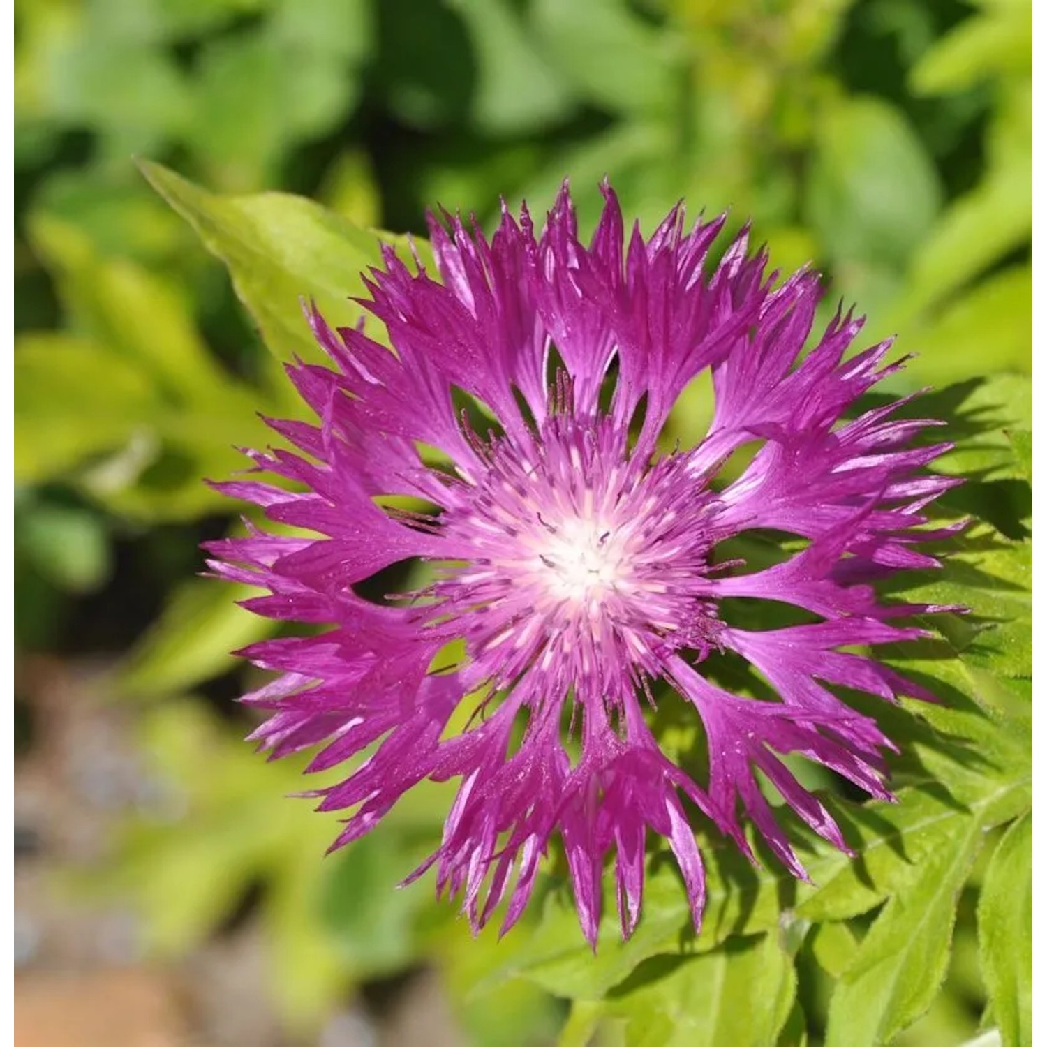 Flockenblume Steenberg - Centaurea dealbata
