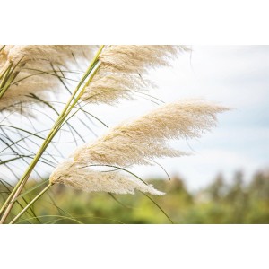 Detailaufnahme von Pampasgras (Cortaderia) mit weißen, federartigen Blütenständen im Garten.