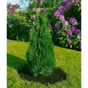 Grüne Thuja 'Holmstrup' Heckenpflanze, 30-40 cm hoch, im Garten.