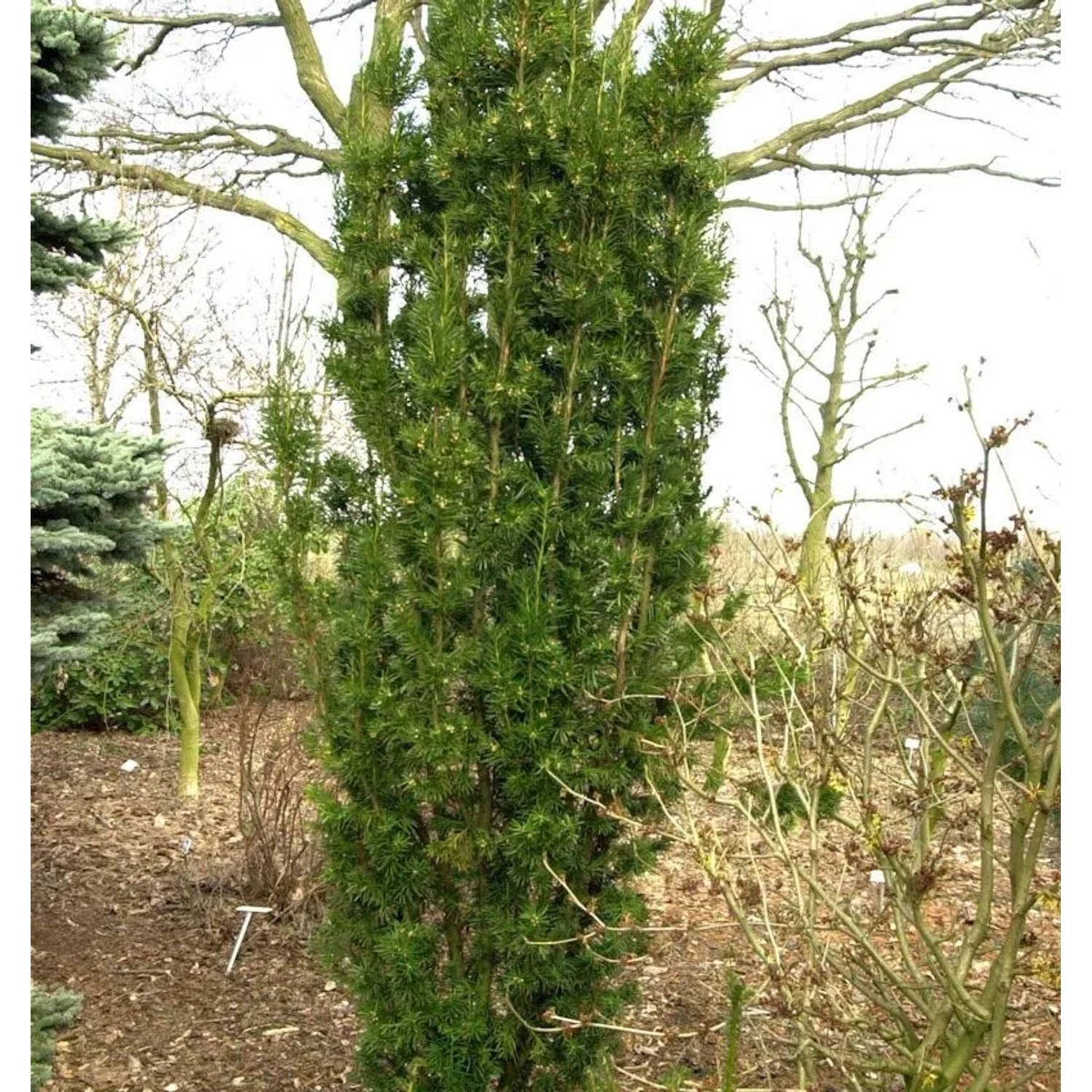 Gelbbunte Eibe Stefanie 30-40cm - Taxus media
