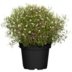 Mauer-Gipskraut Duo im Topf, weiße und rosa Blüten. Sommerpflanze für Kübel und Balkon.