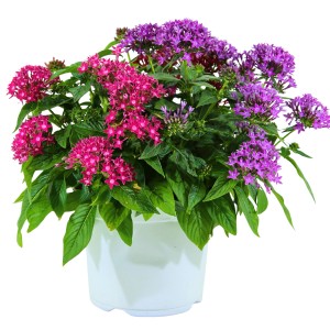 Fünfzahlstrauch Duo im Topf mit pinken und lila Blüten, ca. 10-20cm hoch.