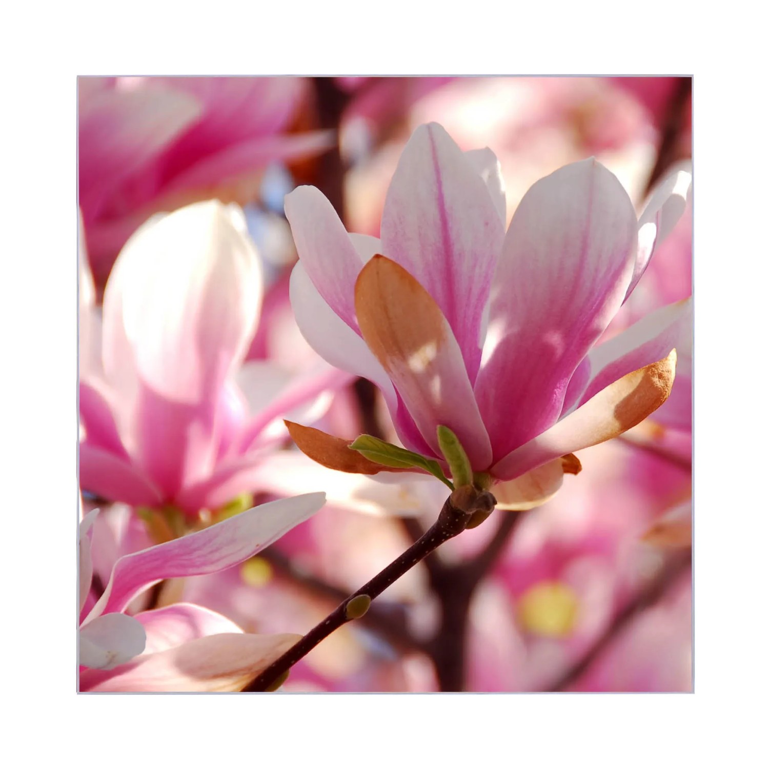 Schwarzer Banjado Schlüsselkasten mit Magnolia Motiv, 30x30cm, 50 Haken.
