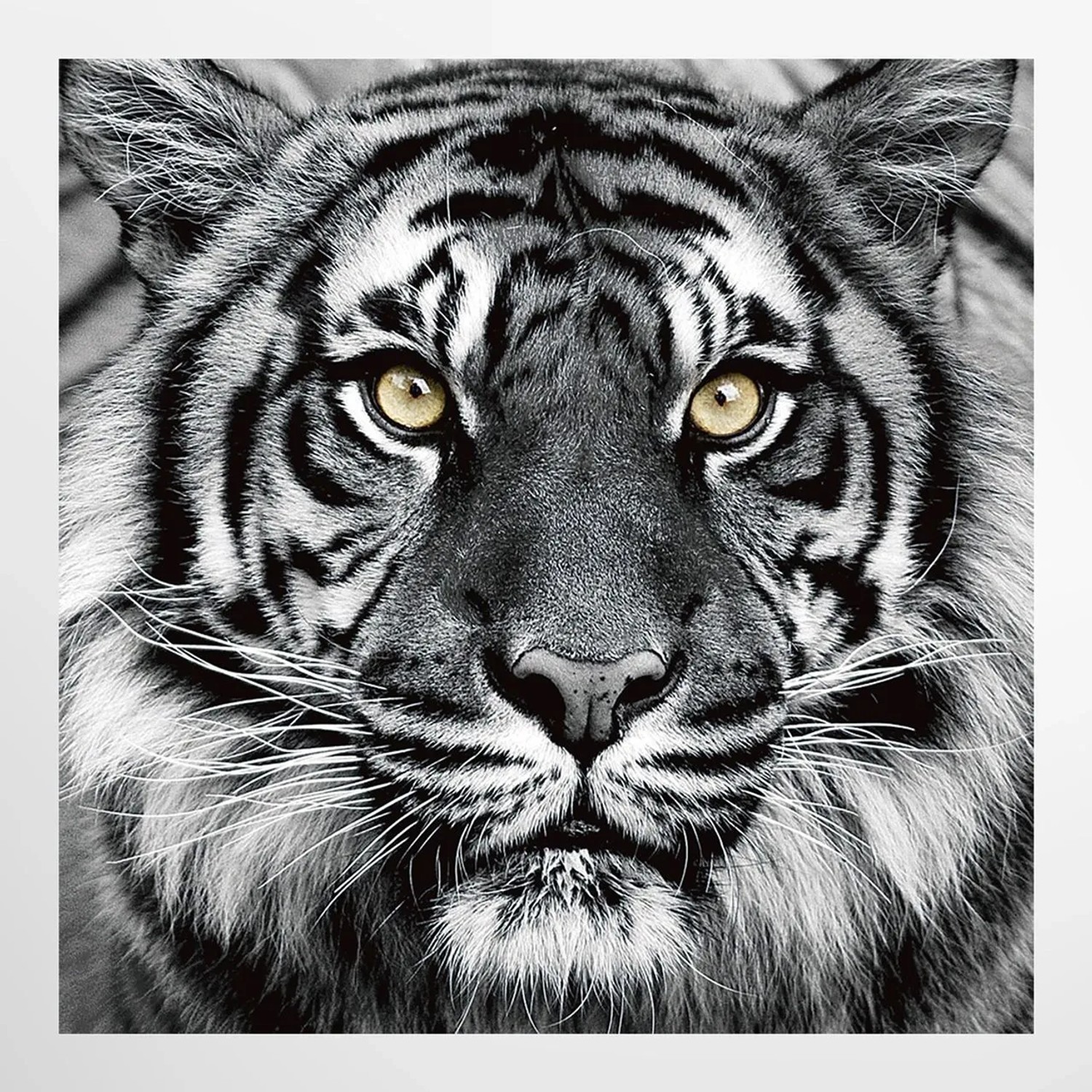 Art Universe Glasbilder Portrait eines Tigers 80 x 80 cm