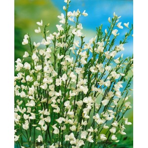 Besenginster White Lion: Buschige Pflanze mit vielen kleinen, weißen Blüten.