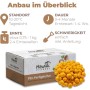Hawlik Pilzbrut Bio Toskanapilz Pilzzuchtset für Zuhause mit Myzel-Substrat Inkl. Anbau-Anleitung_2