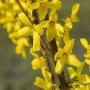 Nahaufnahme: Forsythia Lynwood Gold mit leuchtend gelben Blüten am Strauch.