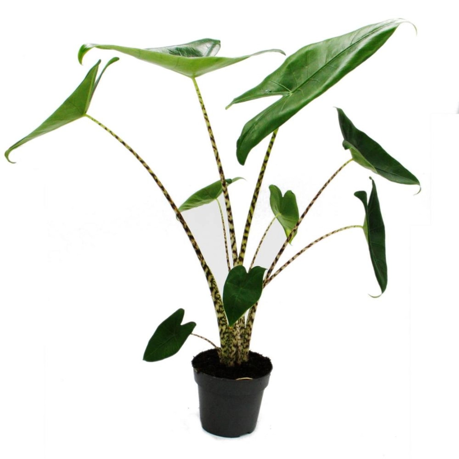 Exotenherz Alocasia Zebrina Tigerpfeilblatt 14cm Topf 35-45cm Hoch