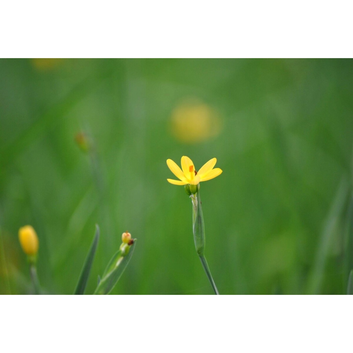 Sisyrinchium Californicum Gelbes Binsenlilie Ca. 9x9 cm Topf günstig online kaufen