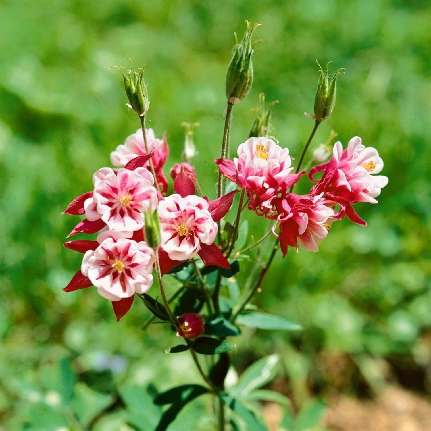 Aquilegia Vulgaris Winky Rot-weiß Akelei Ca. 9x9 cm Topf günstig online kaufen