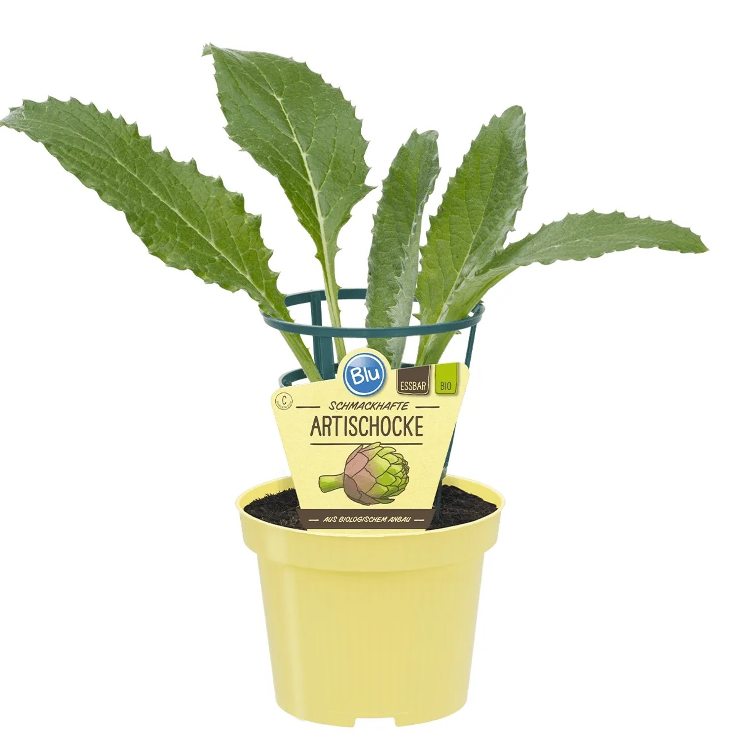 Blu Gemüse-Artischocke Topf-Ø ca. 11 cm