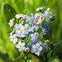 Blaues Sumpf-Vergissmeinnicht (Myosotis palustris) im Topf, eine Teichpflanze für die Uferzone.