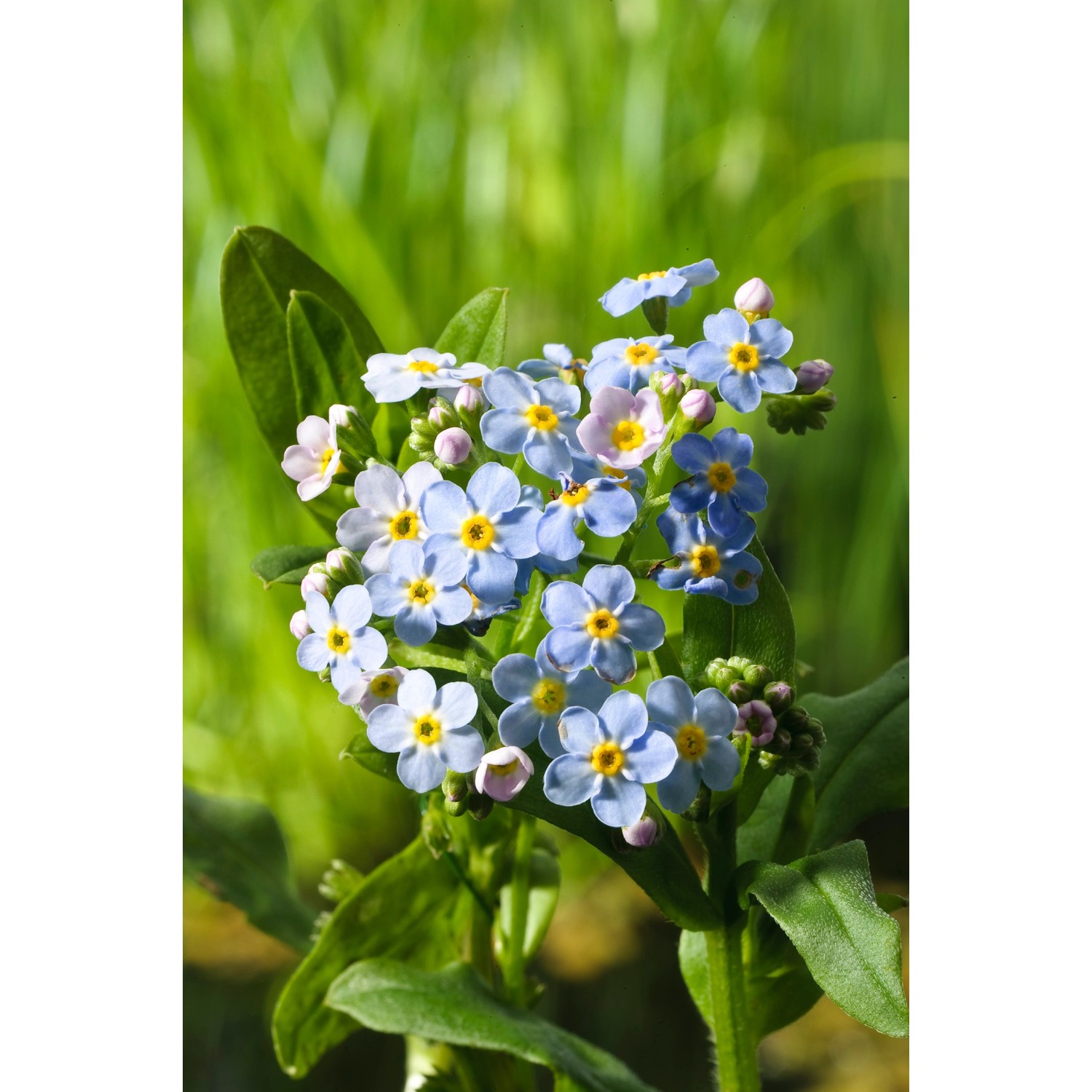 Blaues Sumpf-Vergissmeinnicht (Myosotis palustris) im Topf, eine Teichpflanze für die Uferzone.
