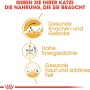 Royal Canin Maine Coon Adult Katzenfutter Nass: Illustration zu gesunden Knochen, Energie und Fell.