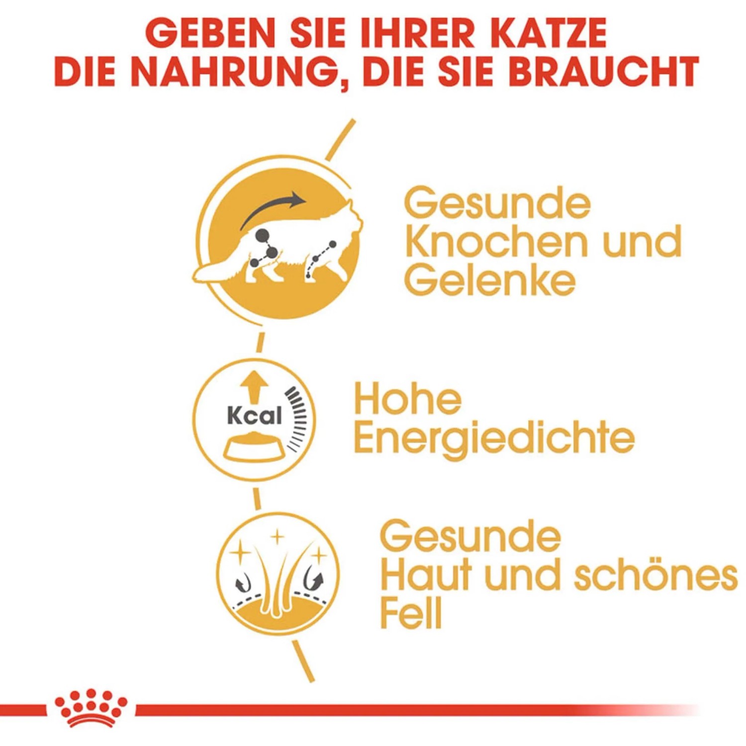 Royal Canin Maine Coon Adult Katzenfutter Nass: Illustration zu gesunden Knochen, Energie und Fell.