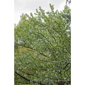 Blühender Taschentuchbaum (Davidia involucrata) mit weißen Blüten im Garten.