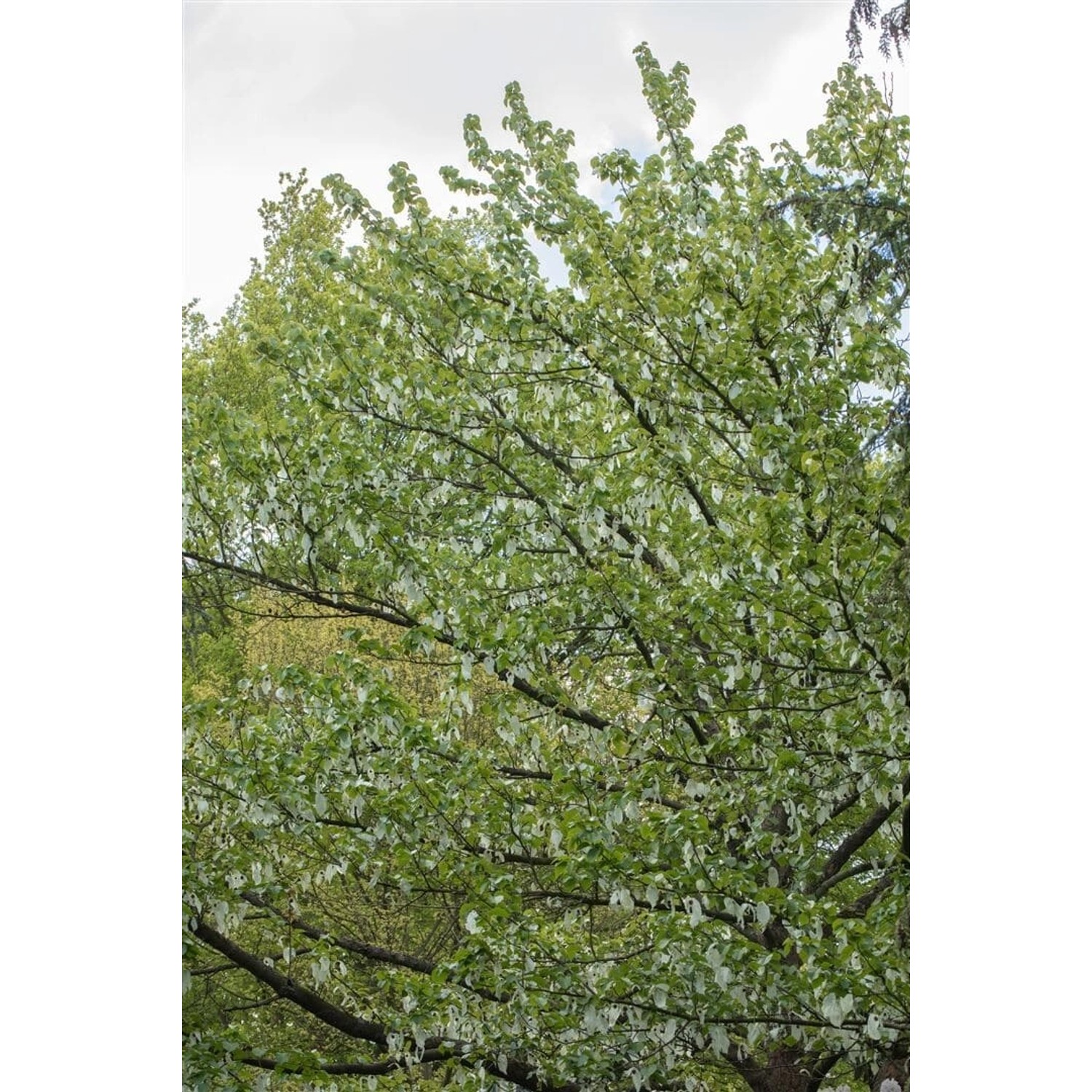 Davidia Involucrata Vilmoriniana Taschentuchbaum 175–200 cm günstig online kaufen