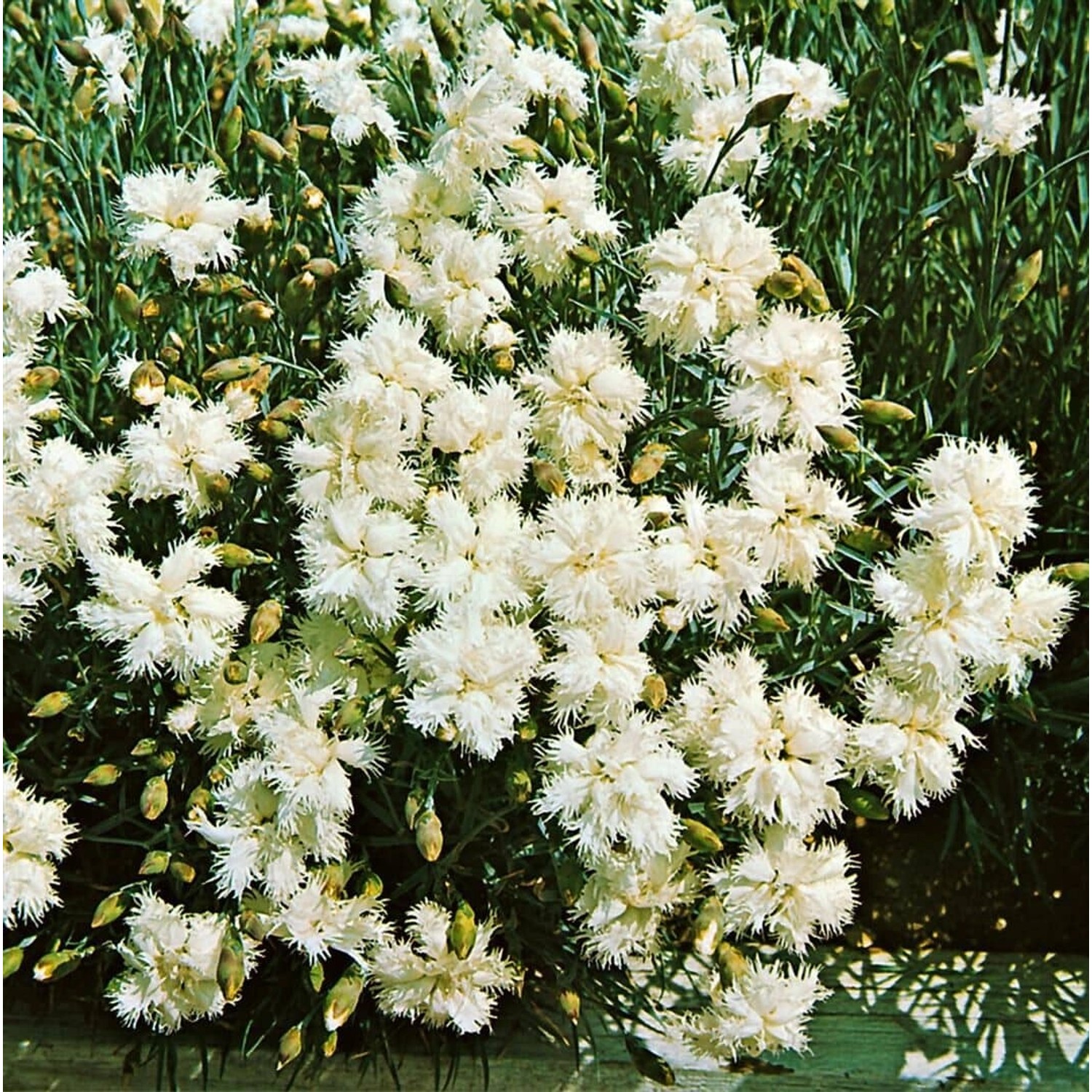 Dianthus Deltoides Albus Heidenelke Ca. 9x9 cm Topf günstig online kaufen