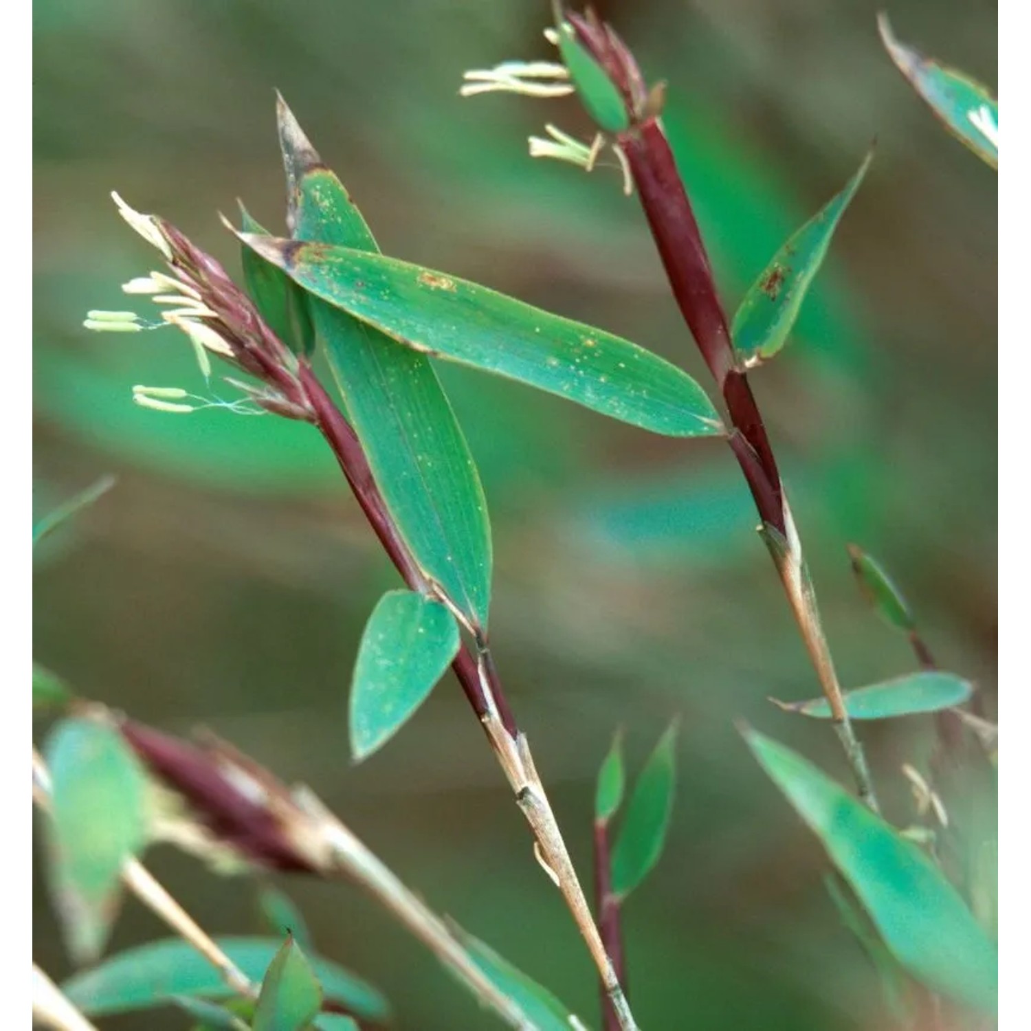 Schirmbambus Ruby Black Badger 60-80cm - Fargesia